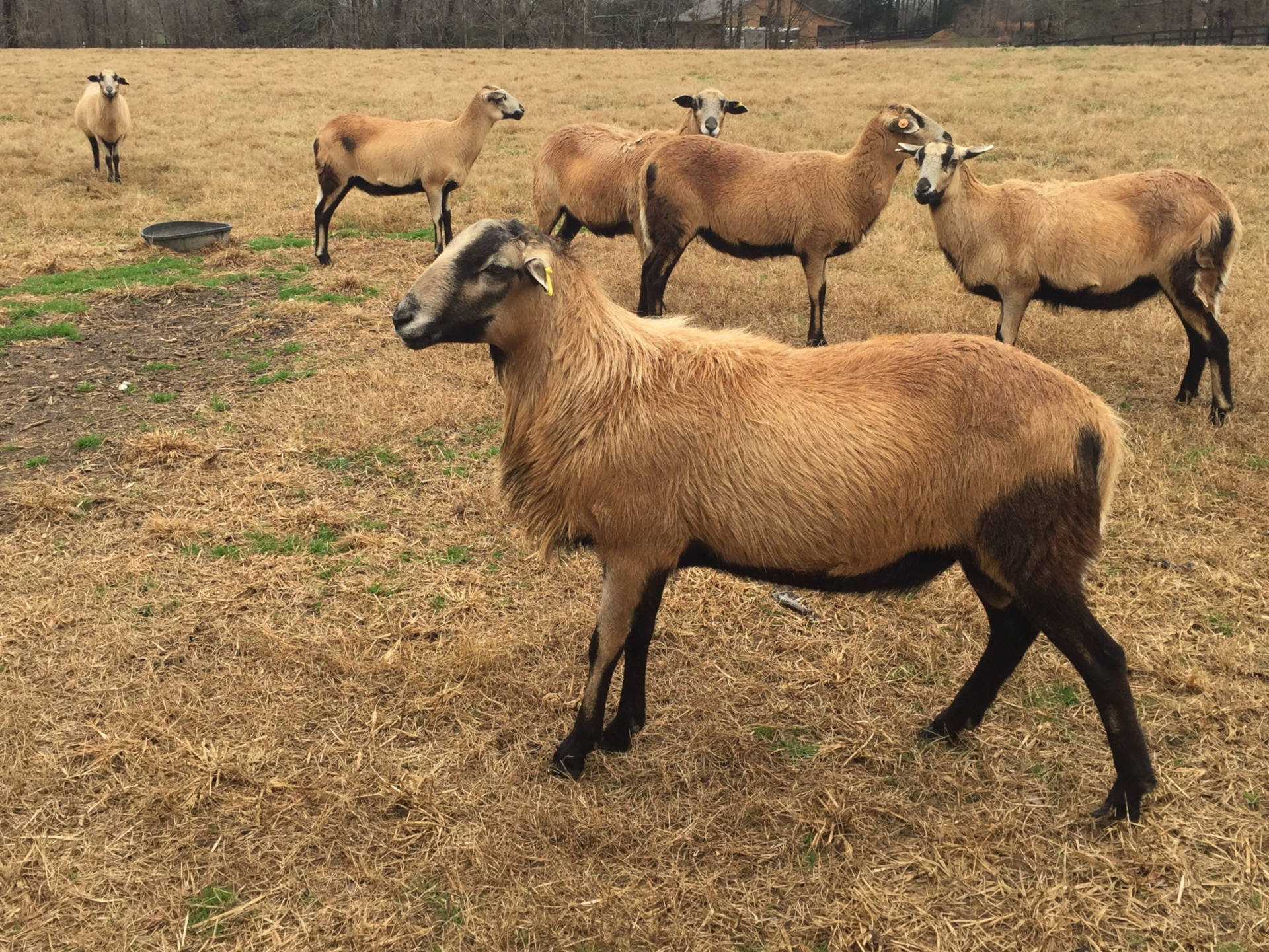 Katahdin Hair Sheep - Almost Appalachian Farm